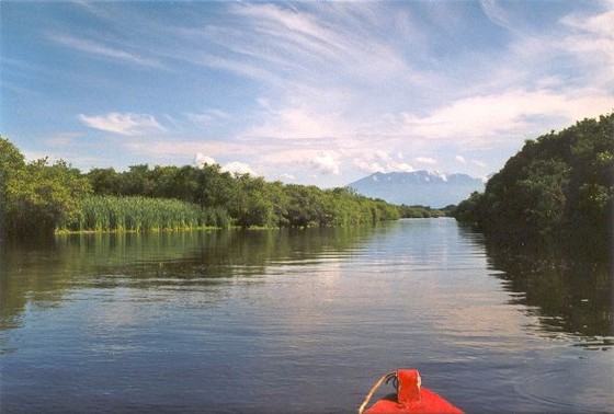 mangrove-monterrico