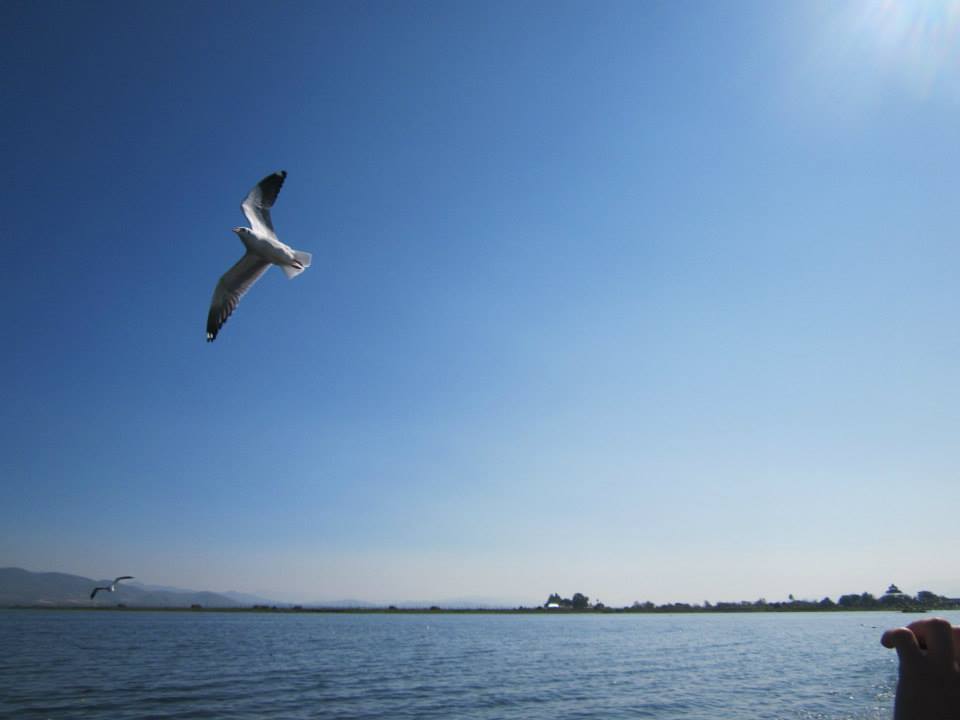 mouette tour du monde